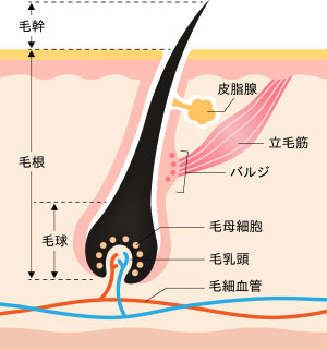 毛の構造