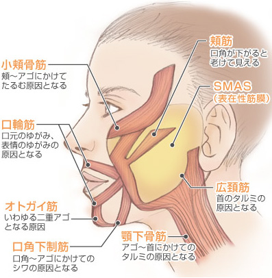 基礎知識 | フェイスリフトなら城本クリニック