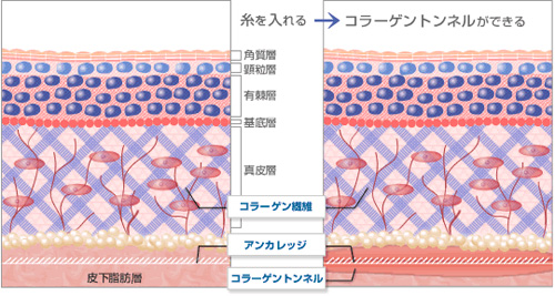 コラーゲン生成＋肌再生により”持続する”若見え効果