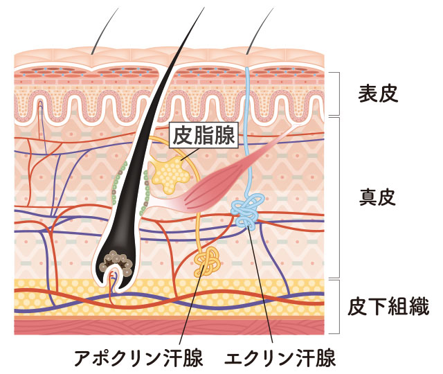 わきがのセルフチェック わきが 多汗症なら城本クリニック