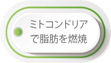 ミトコンドリアで脂肪を燃焼