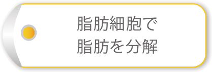 脂肪細胞で脂肪を分解