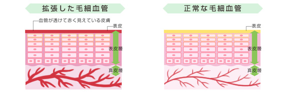 毛細血管のイラスト解説