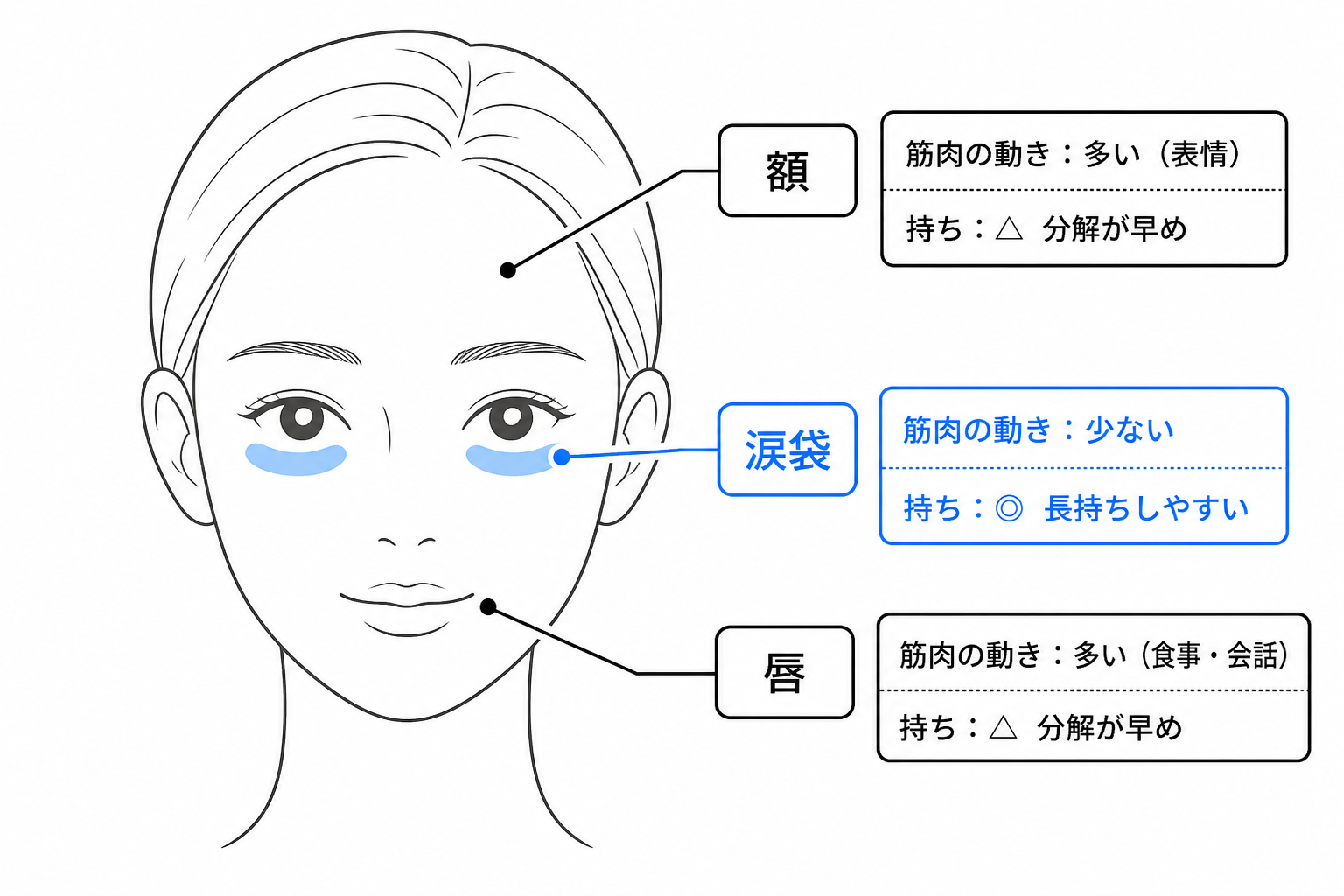 他部位より長持ちしやすい理由